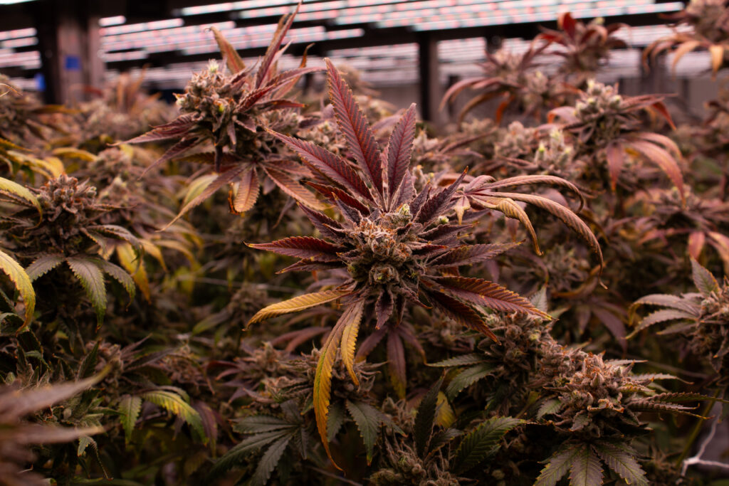 cannabis flower, purple and green leaves, indoor grow